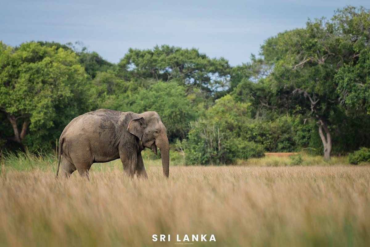Lahugala National Park
